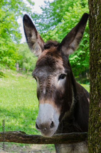 donkey in the park