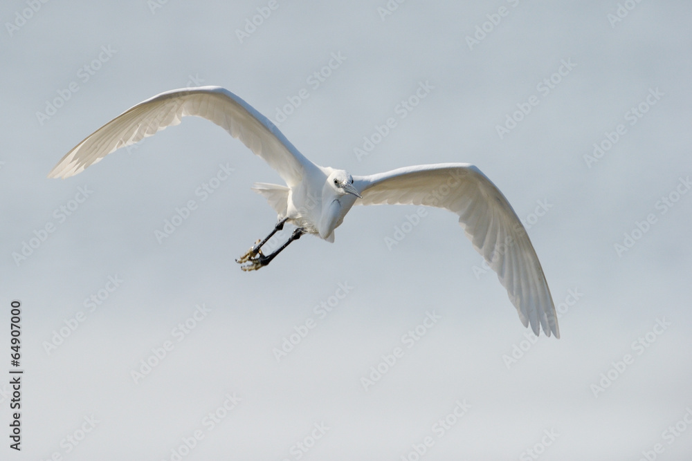 Great White Egret flying above water. Great White Egret flying above water.