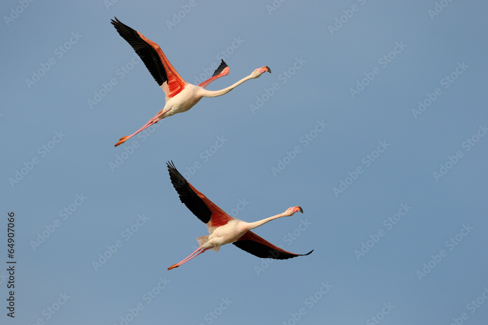 Obraz premium Two Greater Flamingo flying in formation against blue sky.