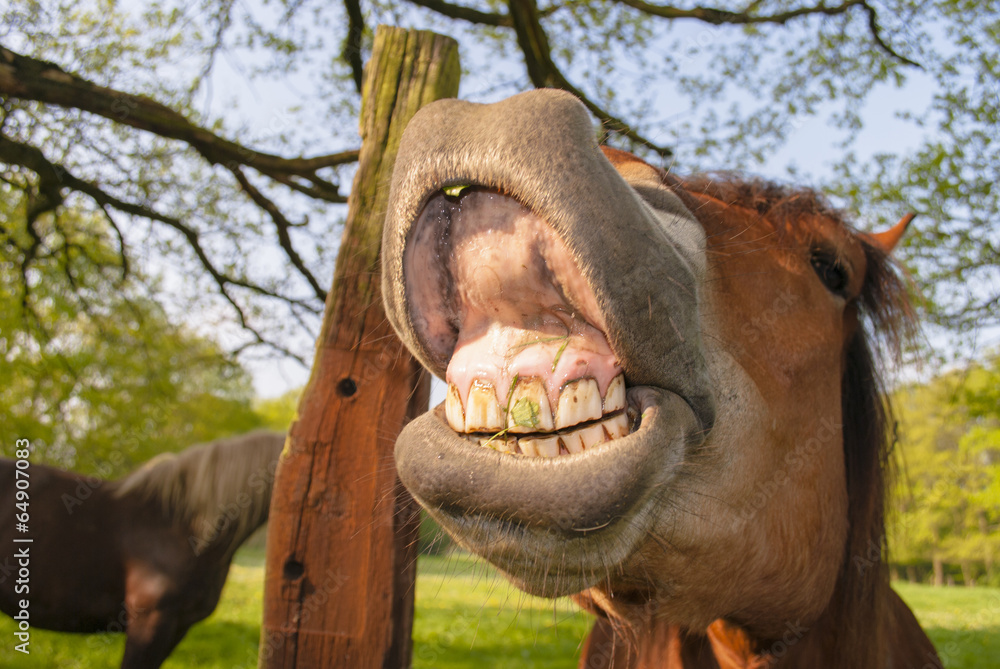 Fototapeta premium Horse Laughing All Day Long