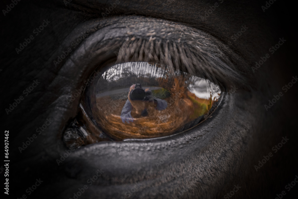 Naklejka premium Horse Eye