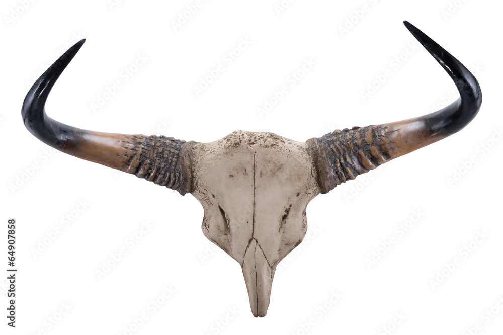 Fototapeta premium head skull of Gaur(Bos gaurus) isolated on white background