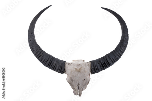 head skull of Wild water buffalo(Bubalus arnee) isolated on whit