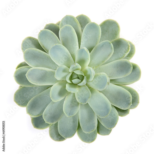 round succulent top isolated on white background photo