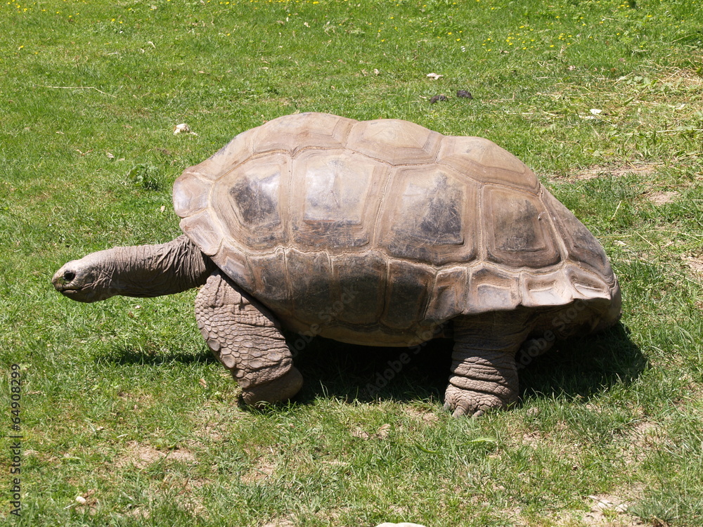 Schildkröte Schildkröte