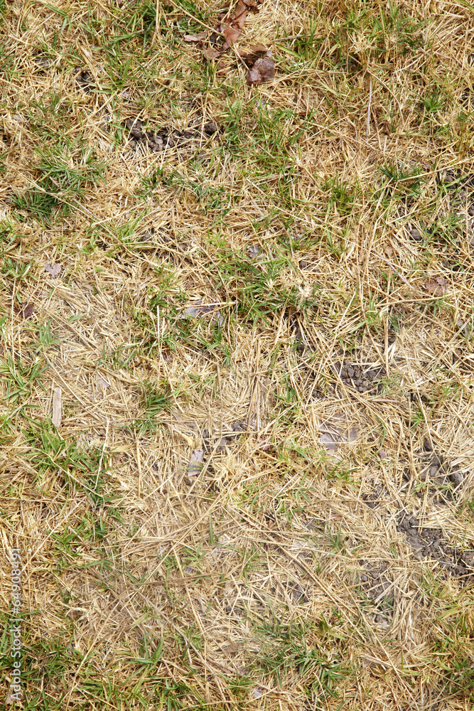 dry long leaf grass in sunlight dry long leaf grass in sunlight