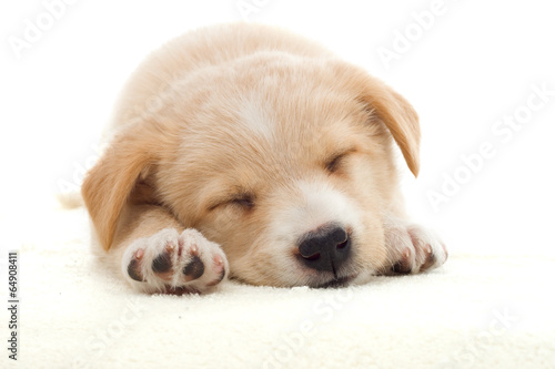 beige puppy sleeping