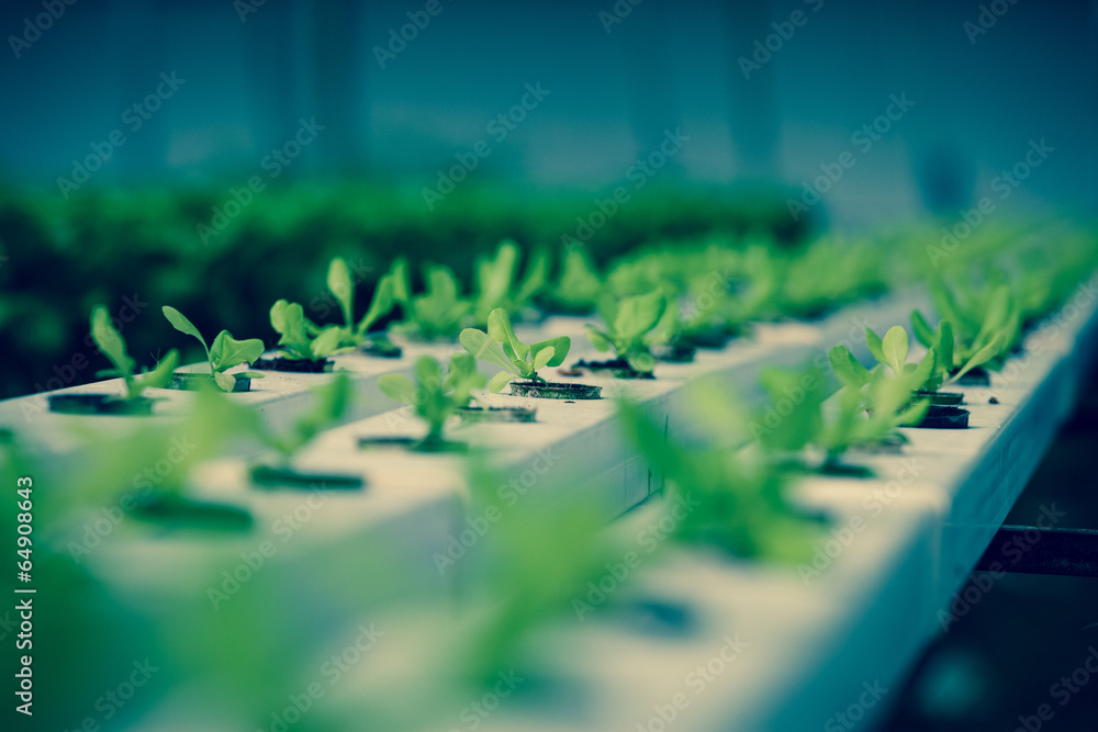 Hydroponics Vetgetables Hydroponics Vetgetables