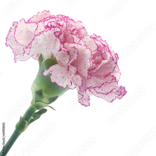 Fototapeta Naklejka Na Ścianę i Meble -  Red and White Carnation