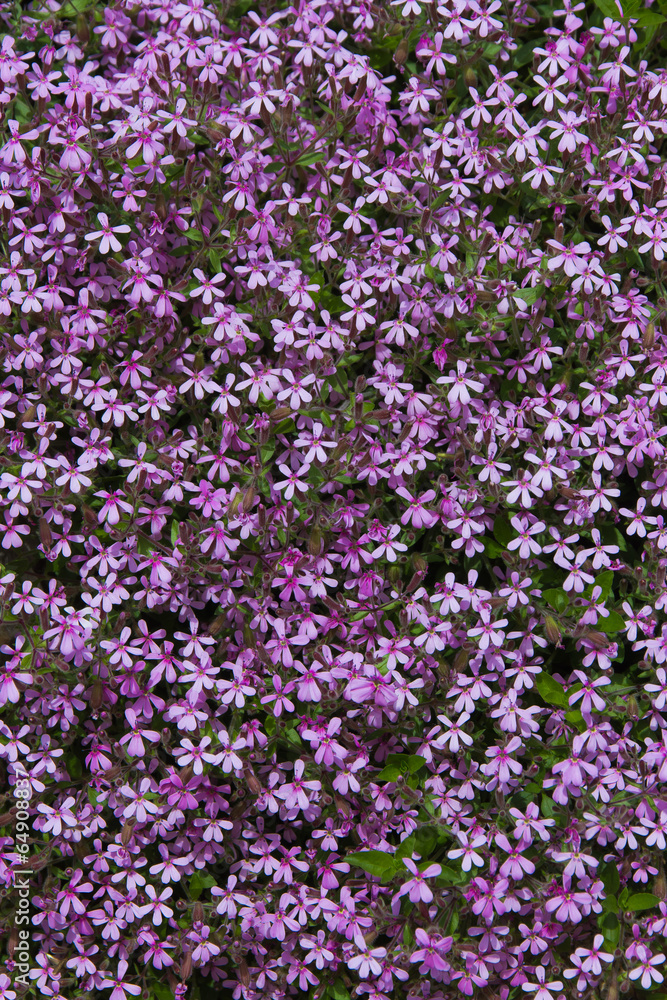 Flores malvas Saponaria ocymoides