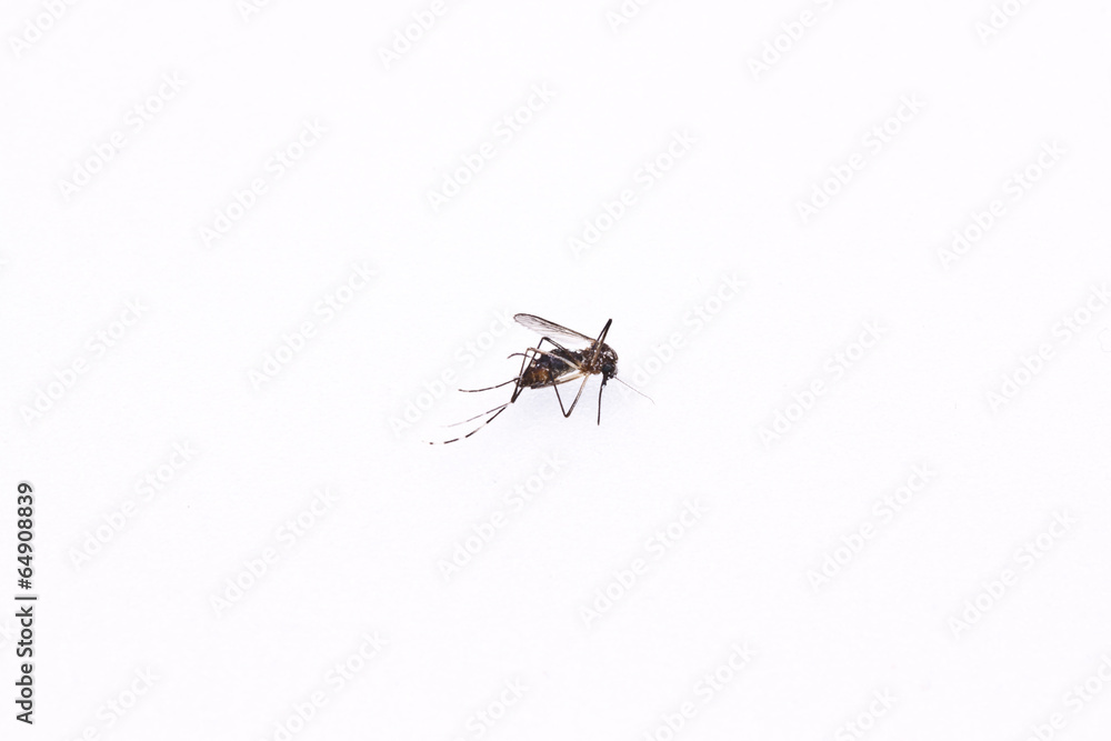 the dead mosquito the dead mosquito