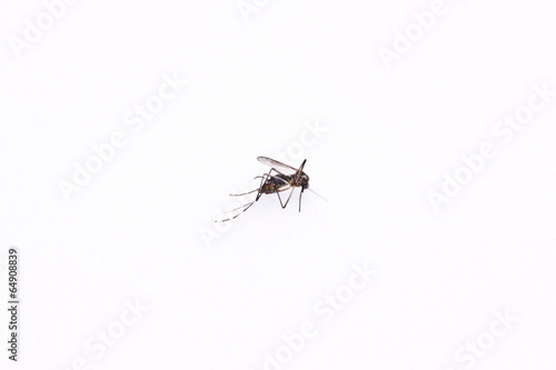 the dead mosquito © phoopanotpics