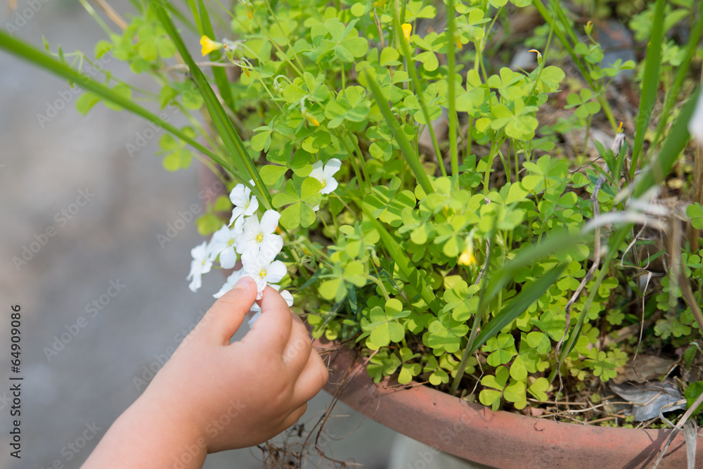 child hand giving a flower