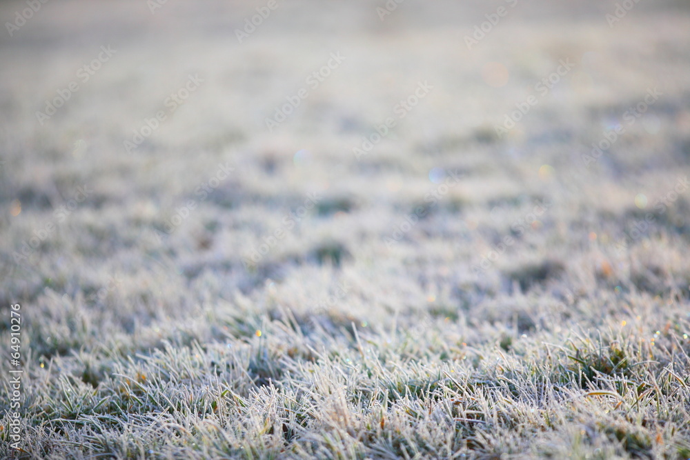 Wiese Reif Winter Gras Wiese Reif Winter Gras