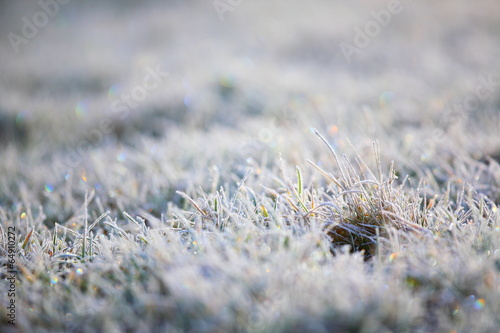 Wiese Reif Winter Gras