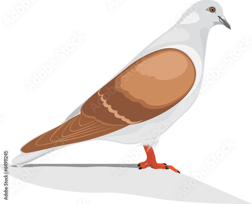 Dove isolated on the white