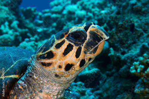 Hawksbill sea turtle head close-up  Red Sea  Egypt.