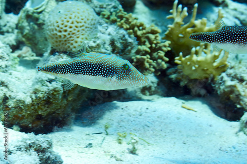 Pearl toby (Canthigaster margarita) in the Red Sea, Egypt.