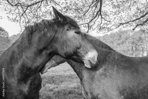 Two Horses in Love
