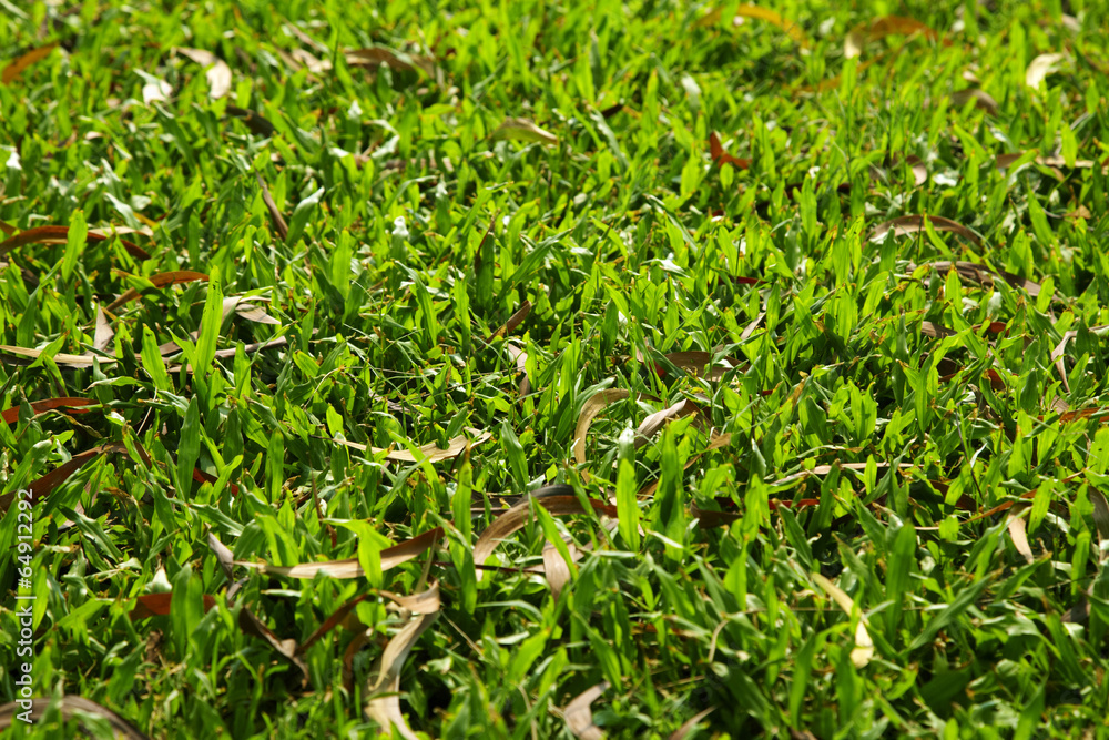 shot leaf grass in morning light shot leaf grass in morning light