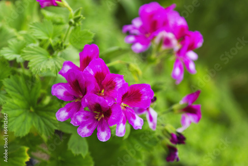 Beautiful Geranium flower