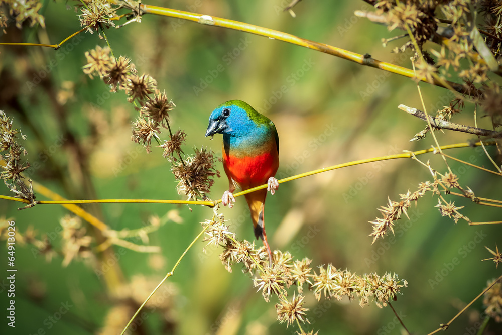 Green munia bieds in the bamboo forest Green munia bieds in the bamboo forest