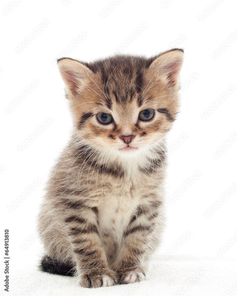 little kitten on white background