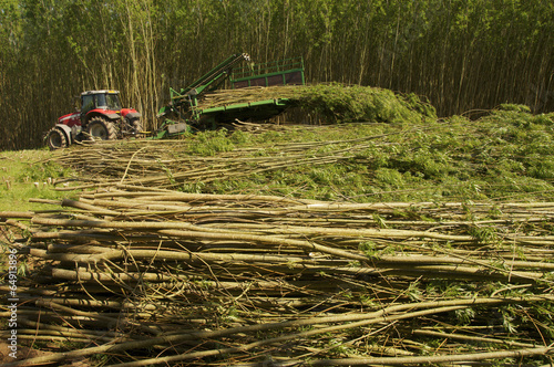 Fotografie Exploitation taillis de saules à courte rotation