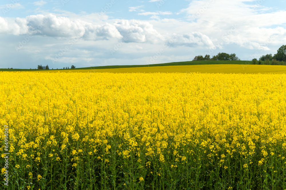 Rape field