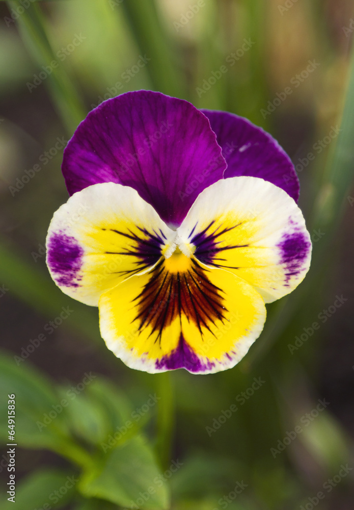 Spring flower Spring flower