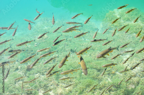 Fish in clean lake photo