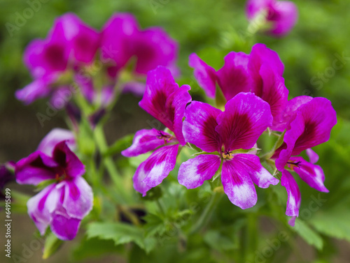 Beautiful Geranium flower