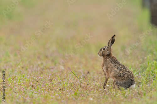 Europäischer Feldhase, Brown hare, Lepus capensis © Wolfgang Kruck