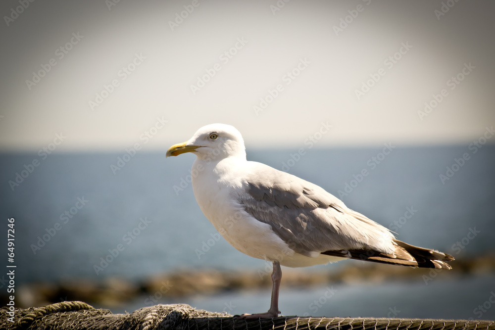 Obraz premium Möwe 1305
