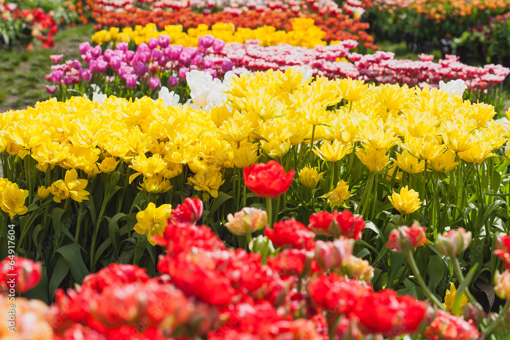blooming tulips in the spring garden blooming tulips in the spring garden