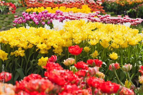 blooming tulips in the spring garden © Dmytro Titov