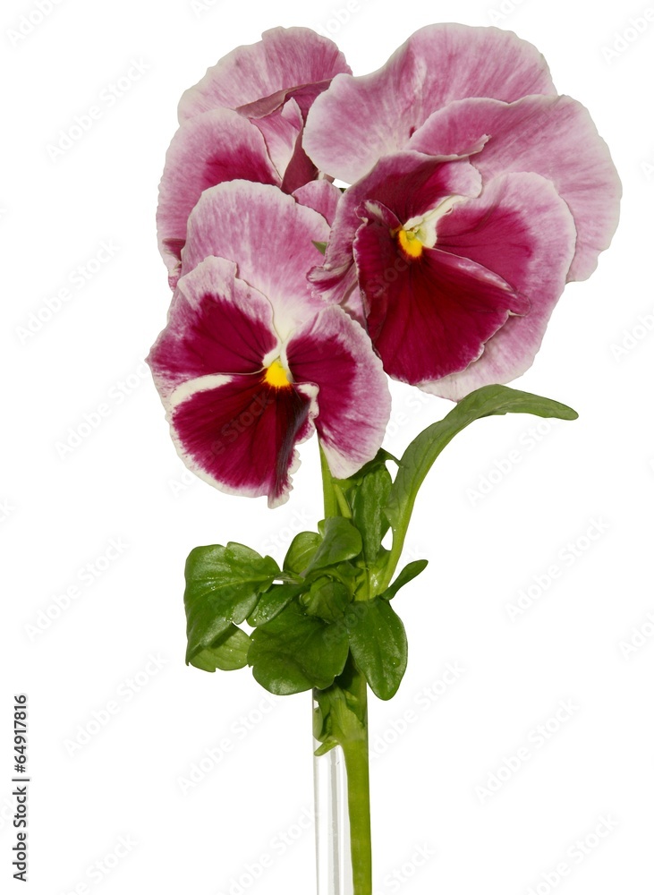 pink and purple flowers of pansy close up pink and purple flowers of pansy close up