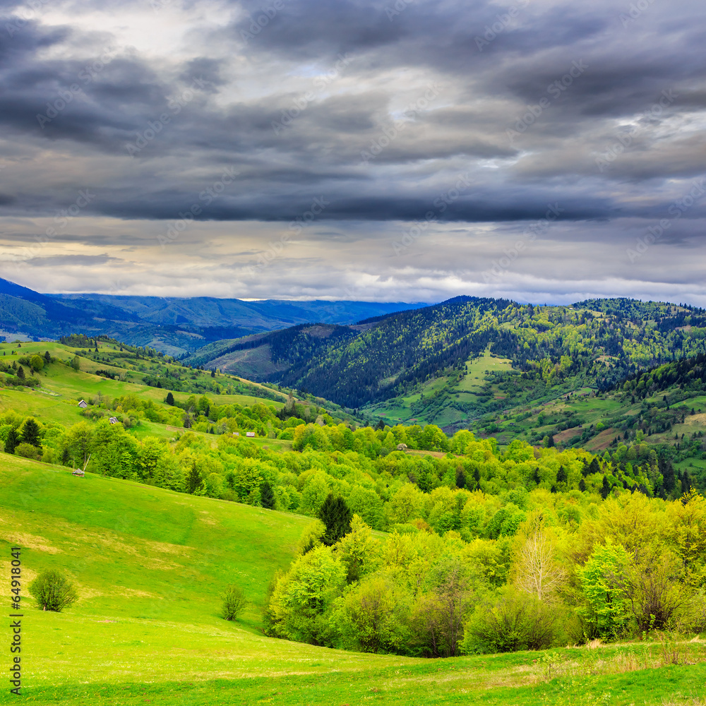 forest on hillside meadow in mountain