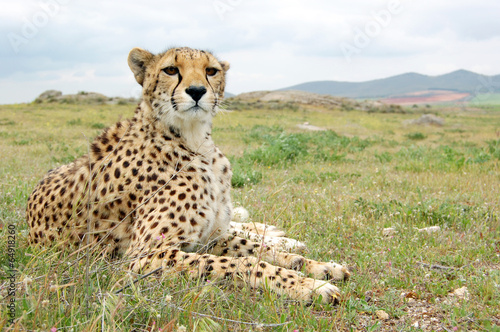 Cheetah Alone in Grass