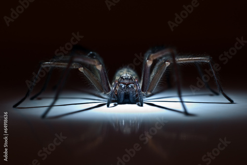 huge spider in ambush
