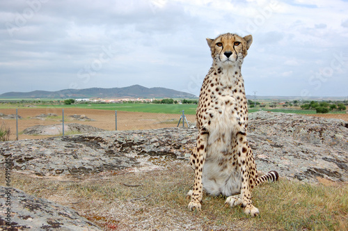 Cheetah Sitting Alone