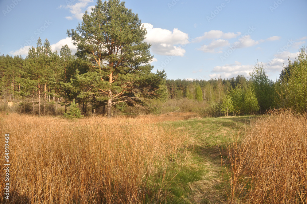 The edge of a pine forest at the beginning of may. The edge of a pine forest at the beginning of may.