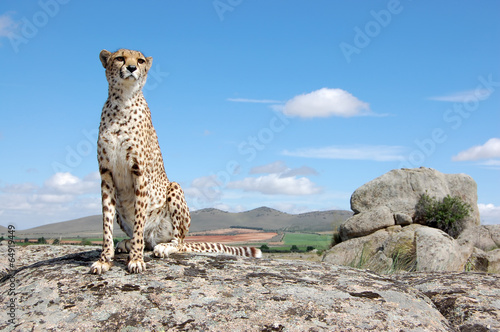 Cheetah's Beautiful Portrait