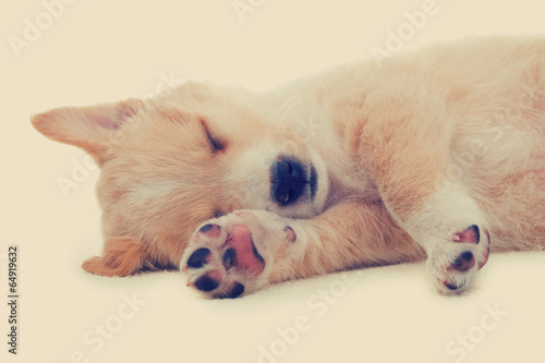 puppy sleeping