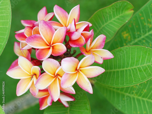 Pink frangipani flowers with green leaves background