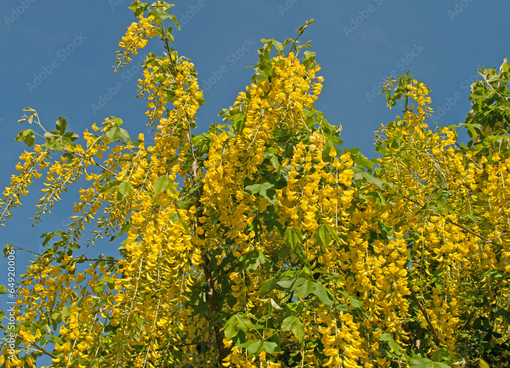 Obraz premium Goldregen - Laburnum