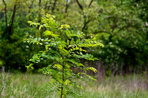 Young locust tree in spring