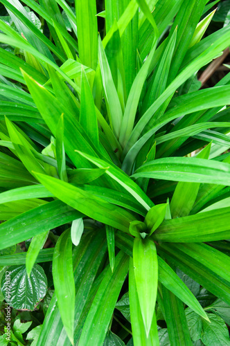 The scent of pandanus leaves