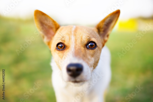 Dog eyes portrait closeup