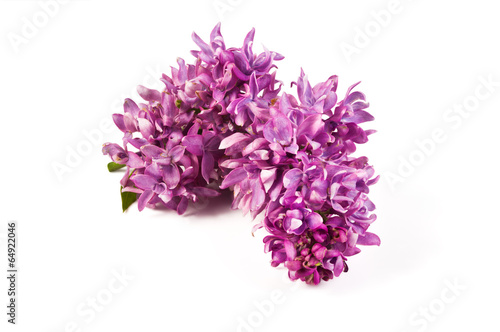 flowers lilac